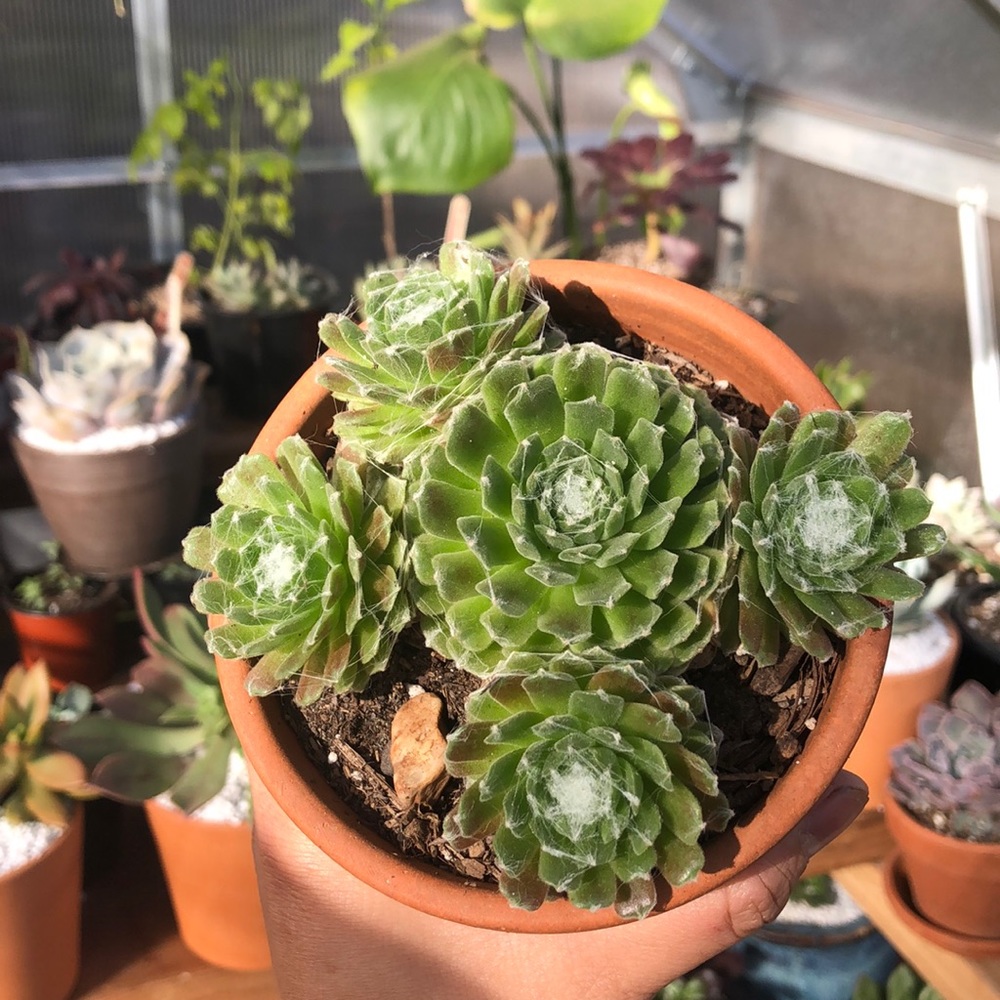 Echeveria cobweb